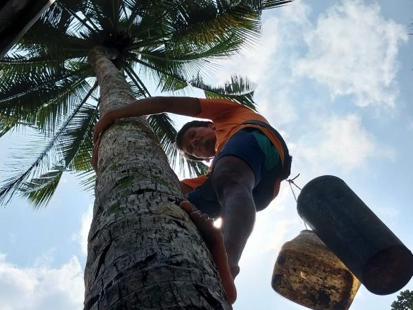 Fair for All untuk Petani Penderes